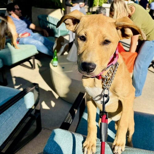 TRIXIE - Labrador Retriever available for adoption