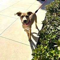 Trixie - Photo 7