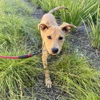 Trixie - Photo 4
