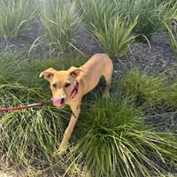 Trixie - Photo 9