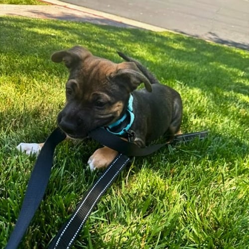 JAZMIN - Shepherd available for adoption