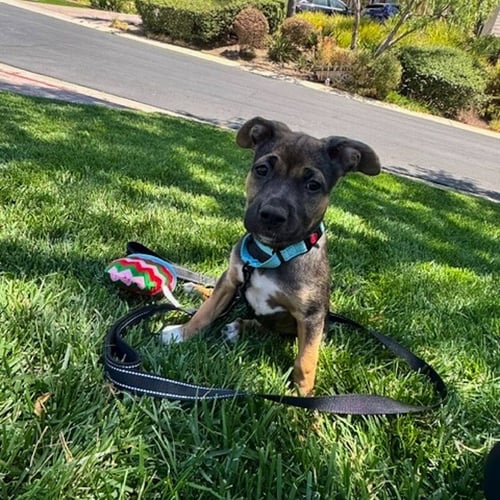 JAZMIN - Shepherd available for adoption