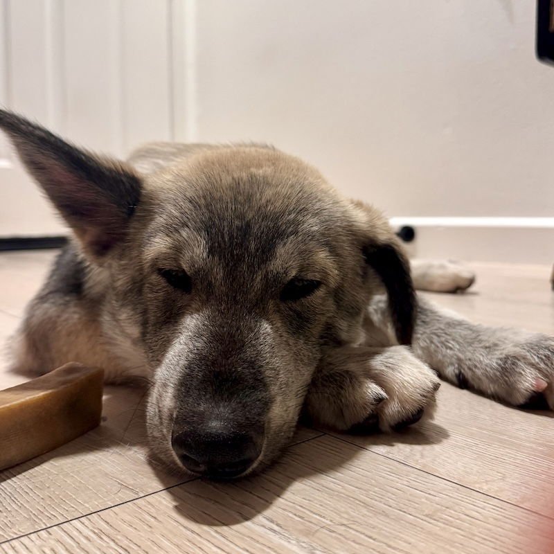 WOOKIE - Shepherd / Husky available for adoption