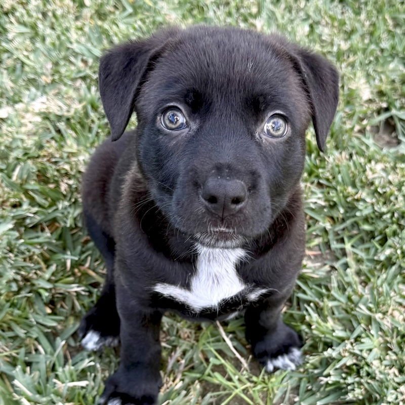 PEPPERMINT PATTY - Labrador Retriever / Shepherd available for adoption