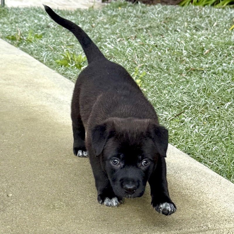 PEPPERMINT PATTY - Labrador Retriever / Shepherd available for adoption