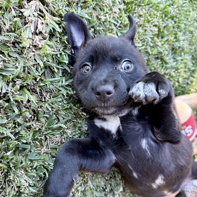 Peppermint Patty - Photo 5