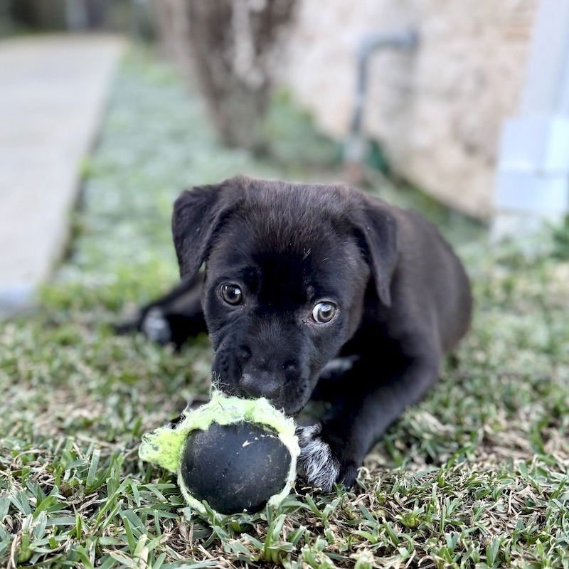 Peppermint Patty - Photo 6