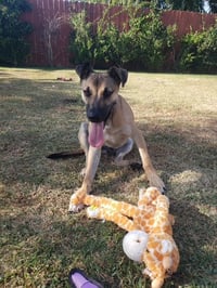 Dillion - Photo 5