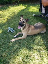 Dillion - Photo 2
