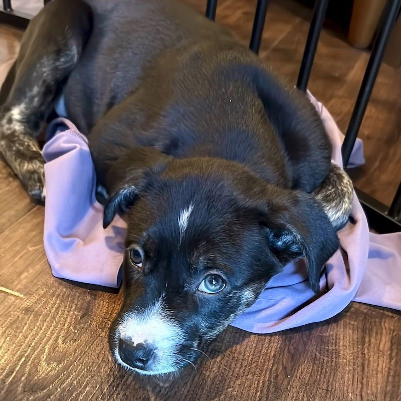 BLACKBERRY - Labrador Retriever / American Staffordshire Terrier available for adoption