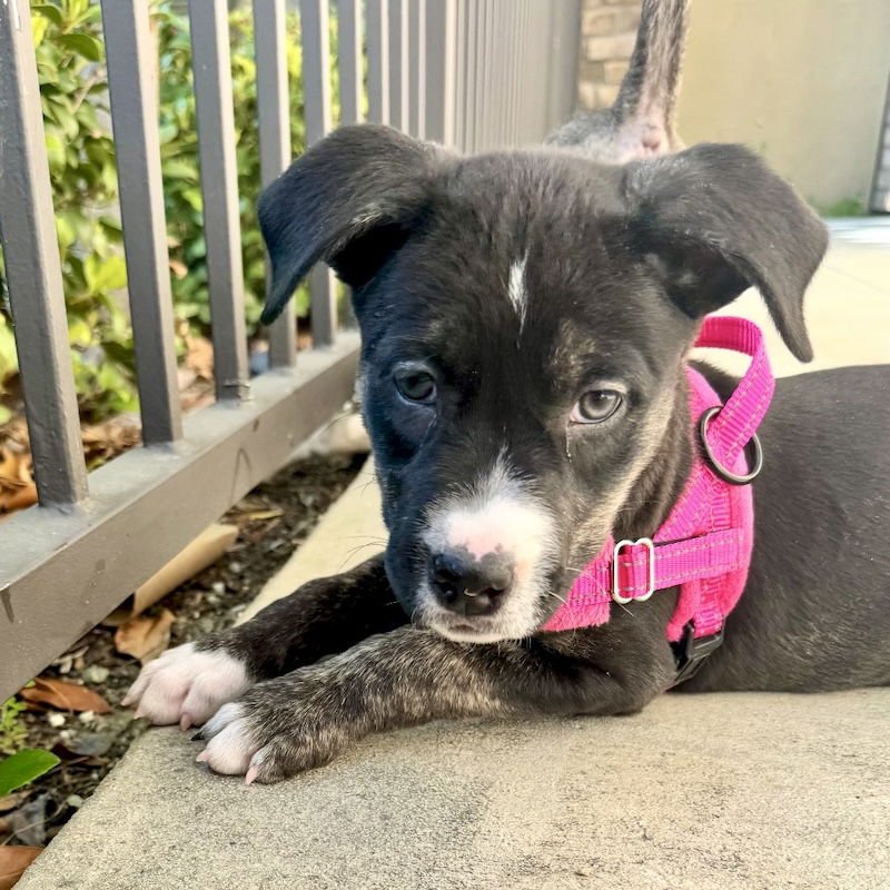 Blackberry - Photo 11