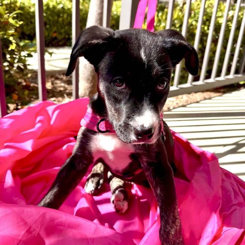 Blackberry - Photo 3