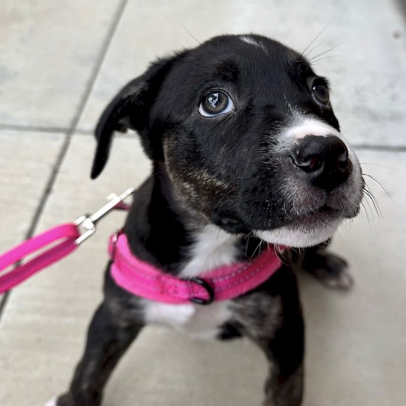 Blackberry - Photo 4