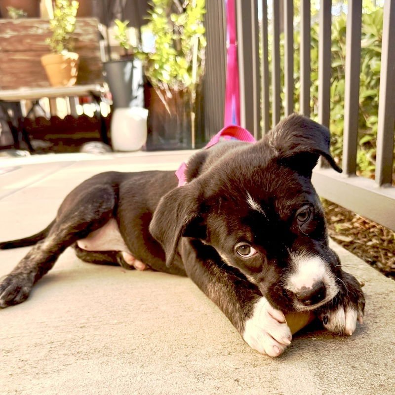 Blackberry - Photo 5