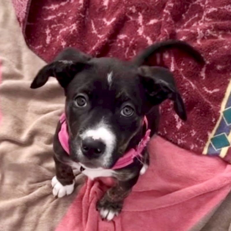 Blackberry - Photo 7