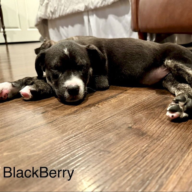 Blackberry - Photo 8