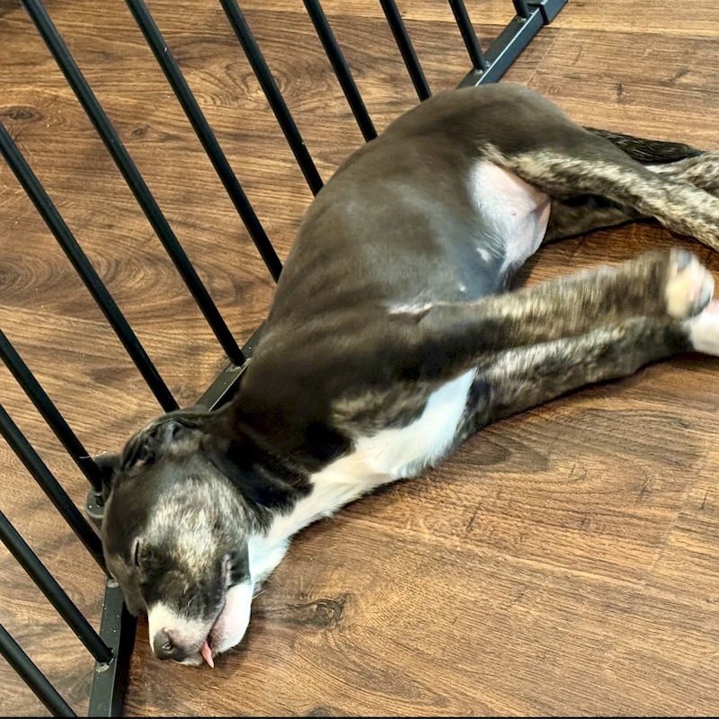 Blackberry - Photo 9