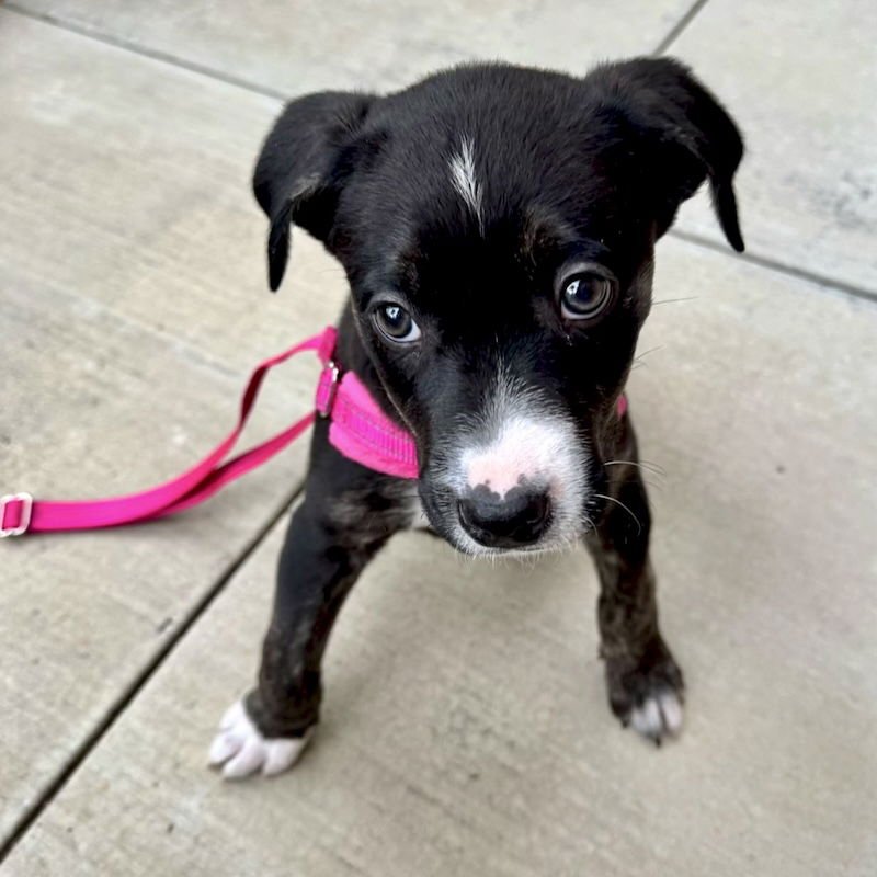 Blackberry - Photo 10