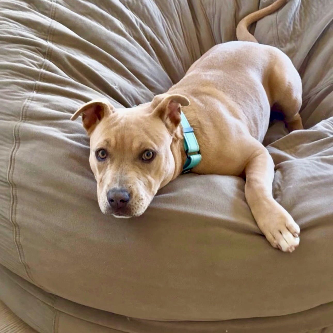 NAIA - American Staffordshire Terrier available for adoption