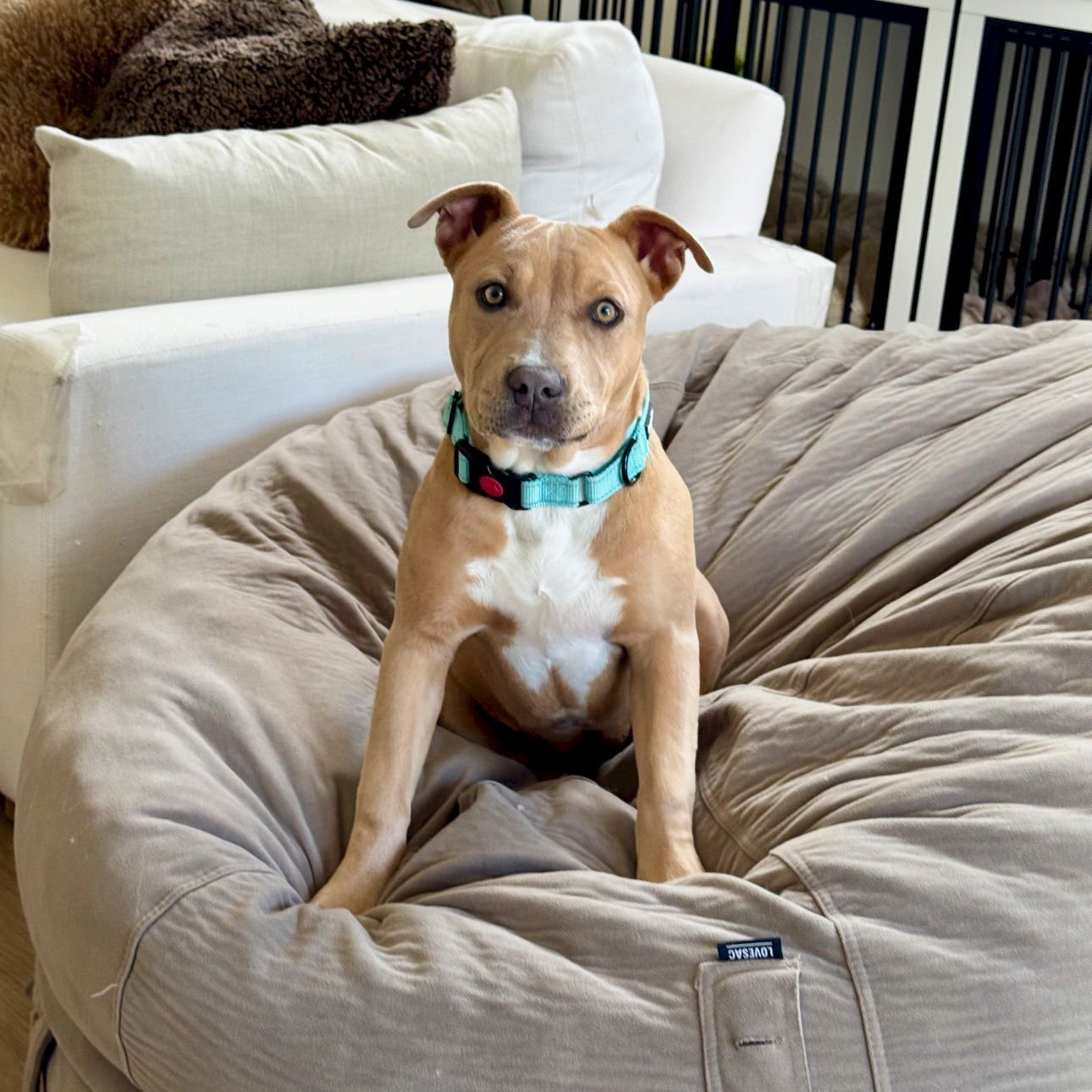 NAIA - American Staffordshire Terrier available for adoption