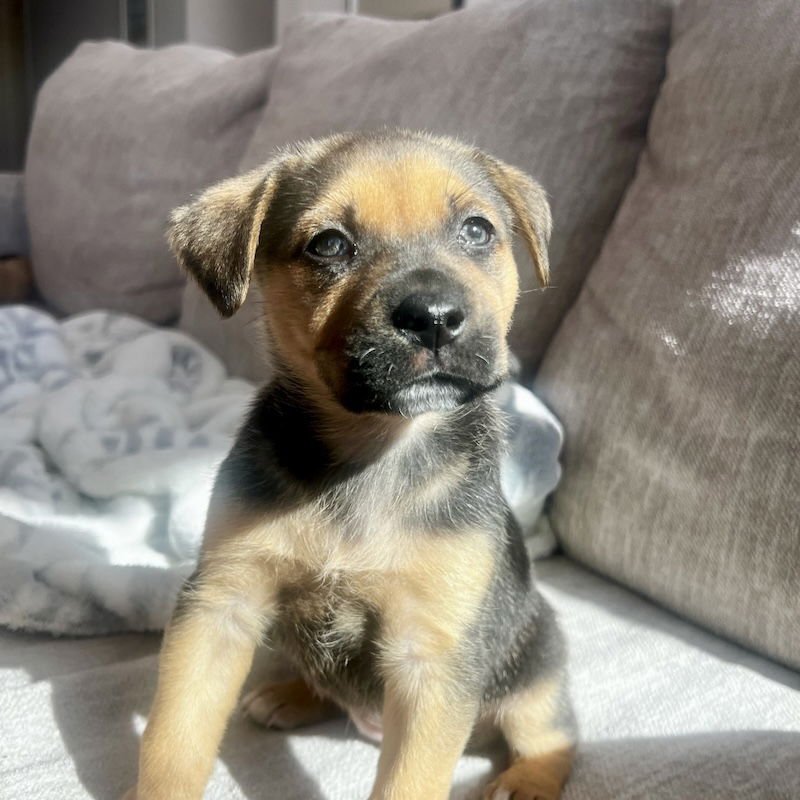 BILLIE - Shepherd available for adoption