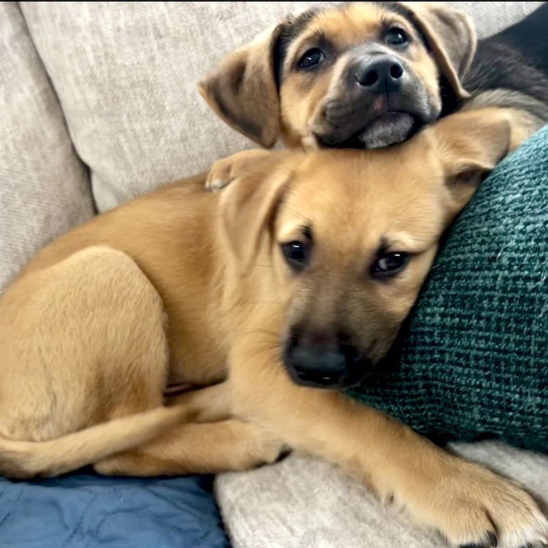 BILLIE - Shepherd available for adoption