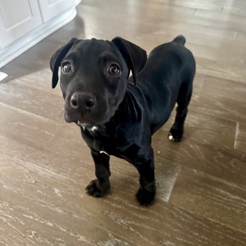 VIVIANE - Labrador Retriever / American Staffordshire Terrier available for adoption