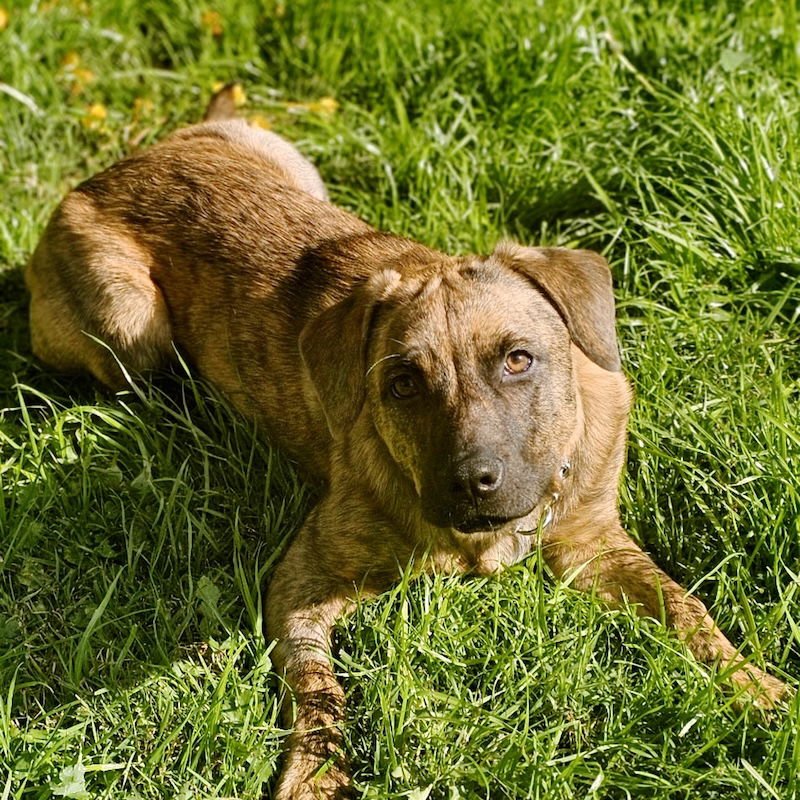 SAVANNAH - Plott Hound available for adoption