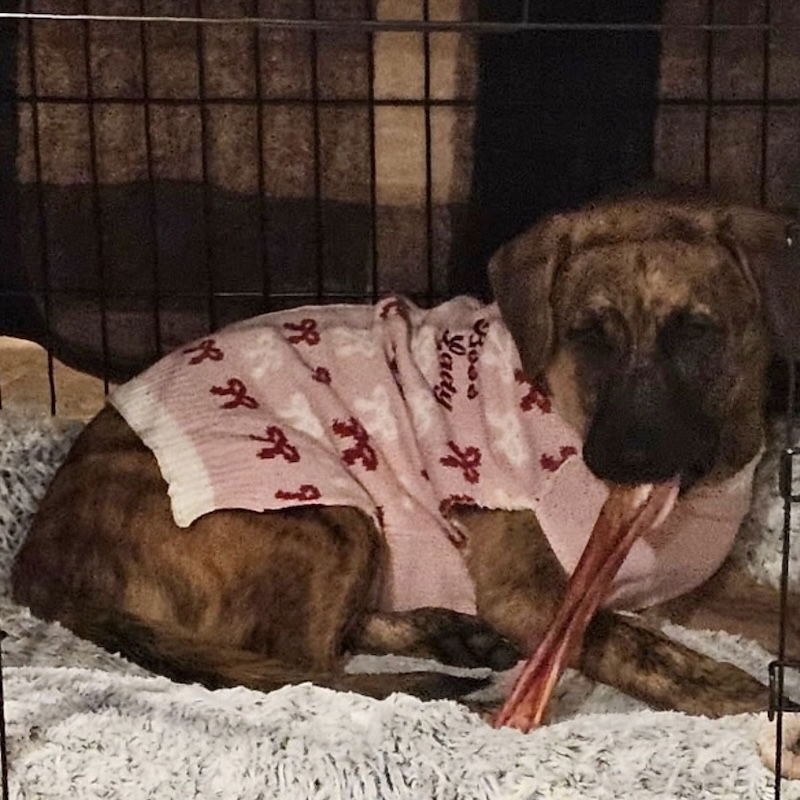 SAVANNAH - Plott Hound available for adoption