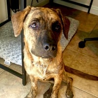 Savannah - Photo 4