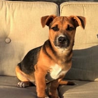Toby - Photo 3