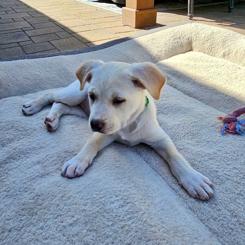 TEST - American Staffordshire Terrier / Australian Cattle Dog/Blue Heeler available for adoption