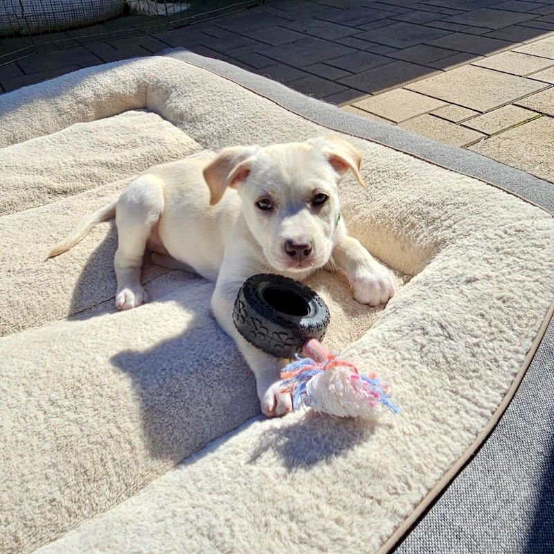 TEST - American Staffordshire Terrier / Australian Cattle Dog/Blue Heeler available for adoption