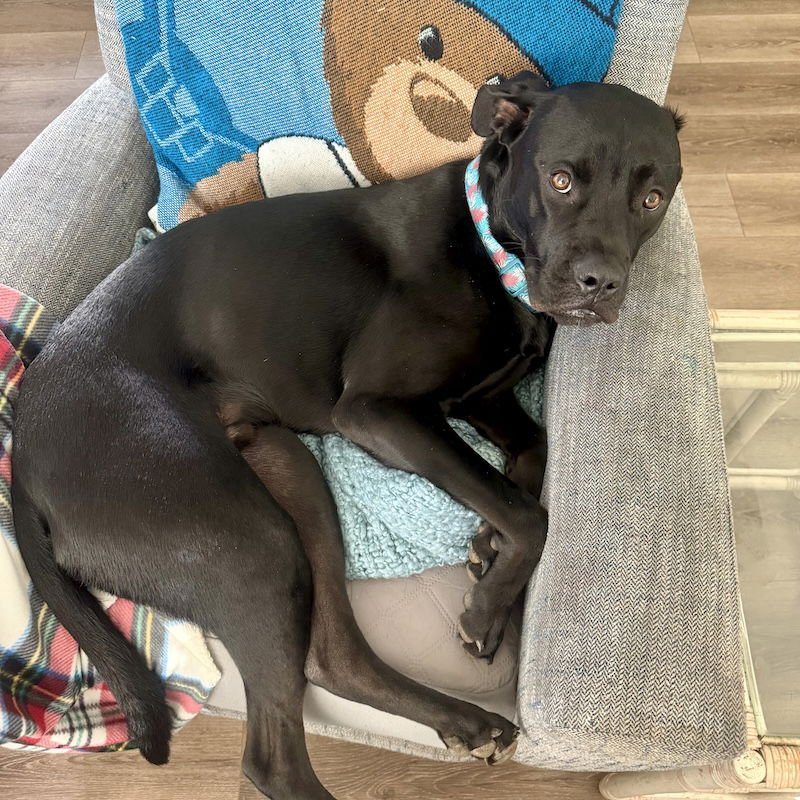 SHADOW - Boxer / Labrador Retriever available for adoption