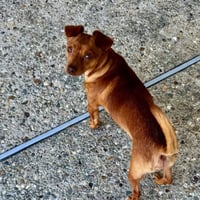 Milo - Photo 3