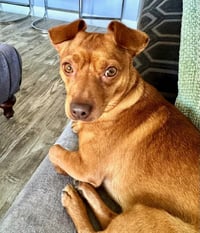 Milo - Photo 4