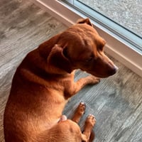 Milo - Photo 1