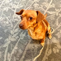 Milo - Photo 5