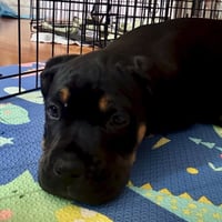 Mocha - Photo 5