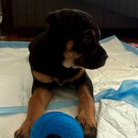 Mocha - Photo 6