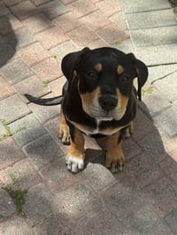 Scout - Photo 2