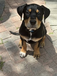 Scout - Photo 3