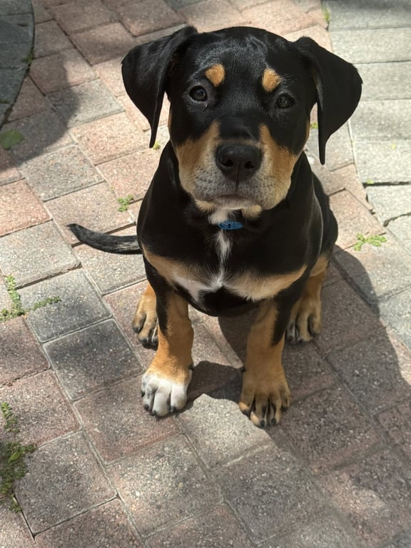Scout Image