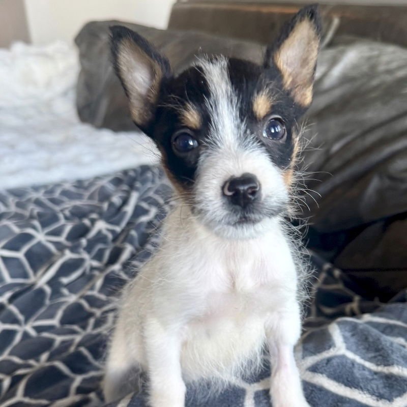 NALA - Parson Russell Terrier / Jack Russell Terrier available for adoption
