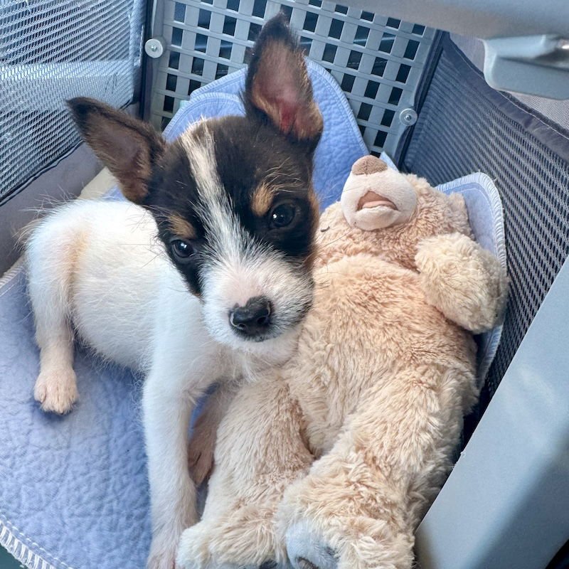 NALA - Parson Russell Terrier / Jack Russell Terrier available for adoption