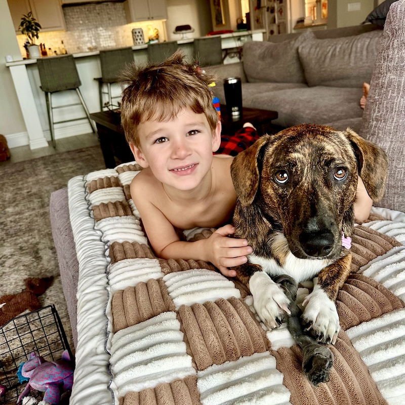 LOIS - Corgi available for adoption