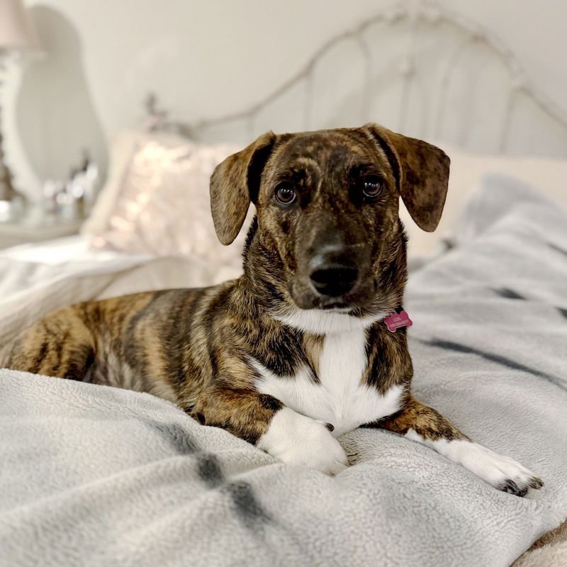 LOIS - Corgi available for adoption