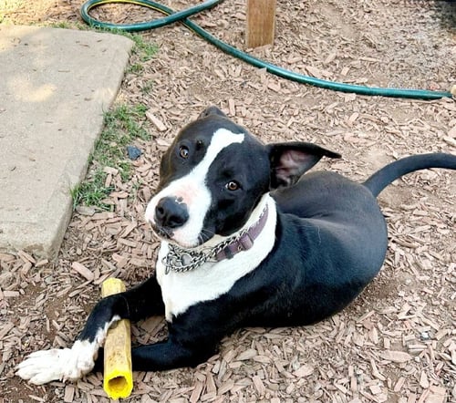 WEDGE - American Staffordshire Terrier available for adoption
