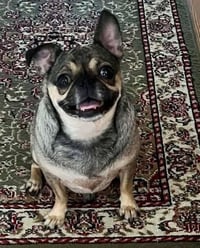 Pugsly - Photo 1