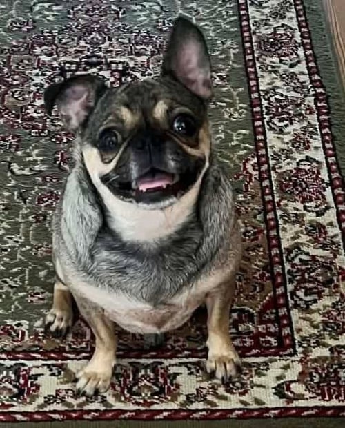 PUGSLY - Pug / Chihuahua for adoption in Morgantown
